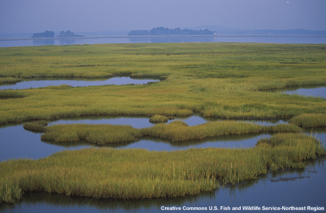 Image of a coastal wetland.