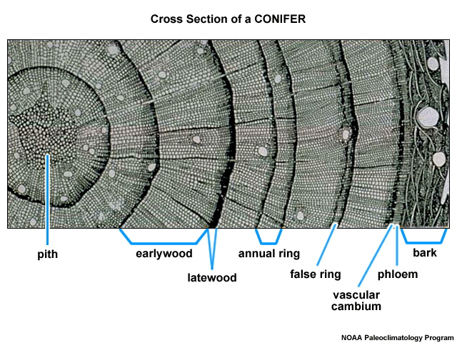 Cross section of a conifer