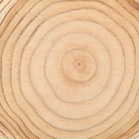 tree rings