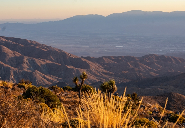 Sunset over a desert landscape with Joshua trees