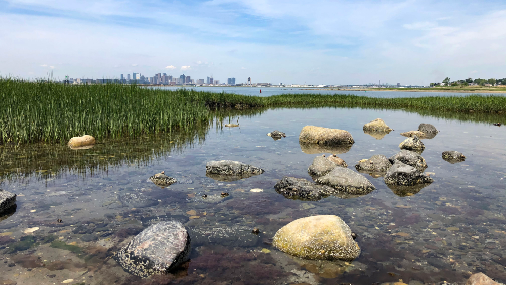 A marshland with the Boston skyline in the background.