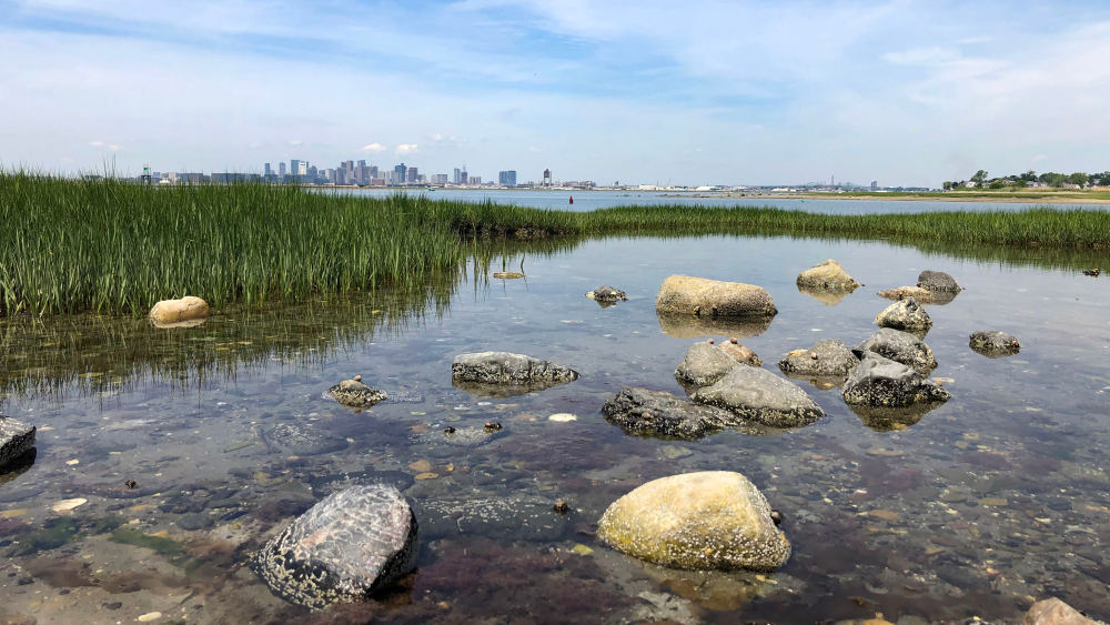 A marshland with the Boston skyline in the background