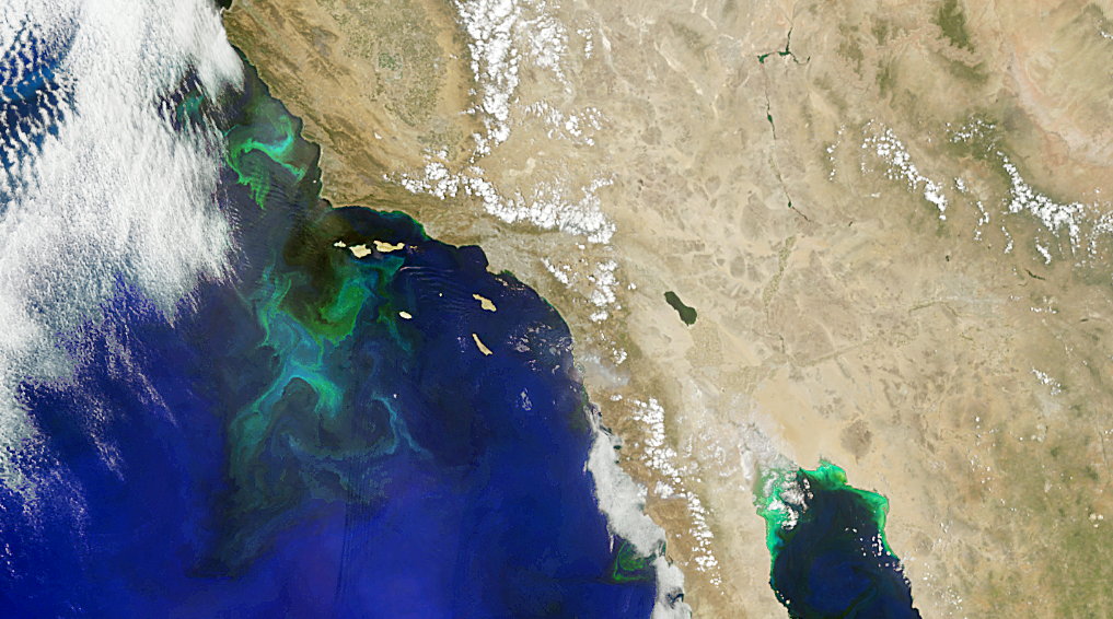 A satellite view shows land around southern California, in shades of tan and brown with snowy mountains. Offshore, vibrant green and teal swirls of phytoplankton appear against the dark blue ocean.