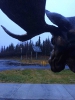 Parting shot - Even Moose are Alert to Renewables
