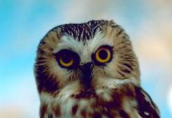 Sawwhet owl