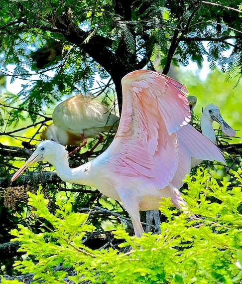 roseate spoonbill spreading wings in tree diplaying peppermint pink feathers